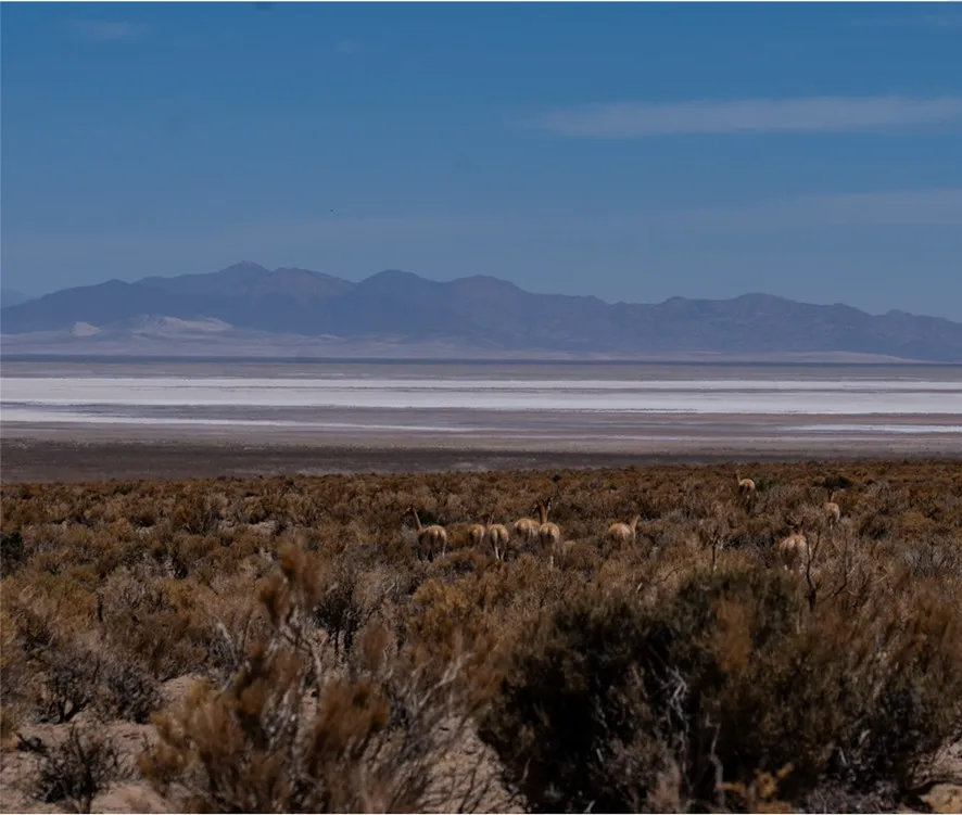 bajo el nevado del chañi