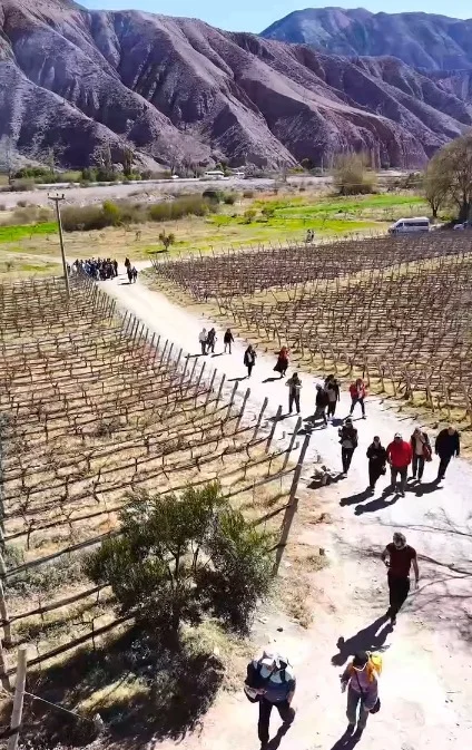 Tren Solar turistas en viñedos 003