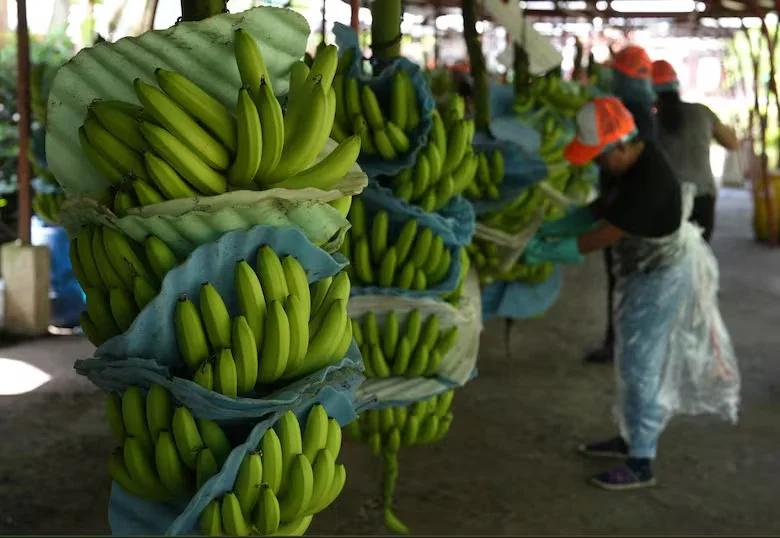 banana controles