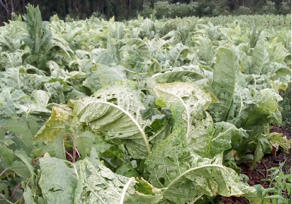 granizo-19-12-2022-El-Soberbio-F