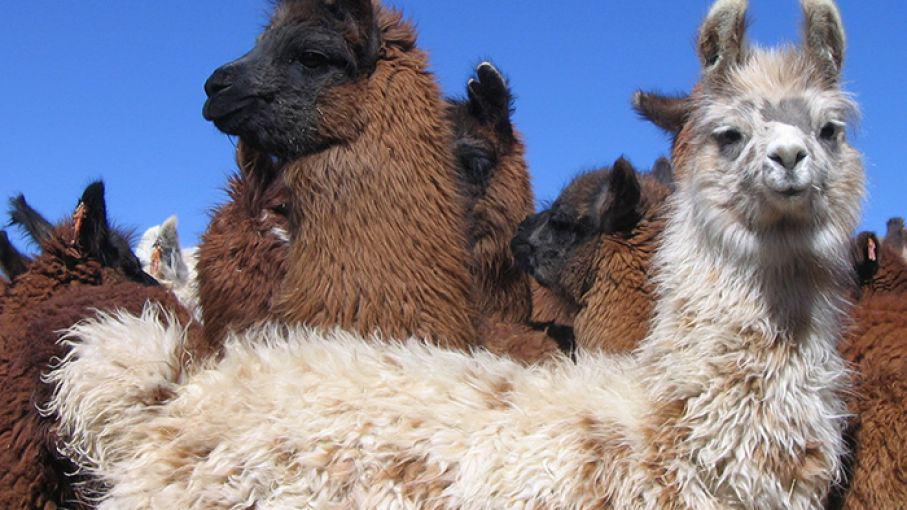 llamas