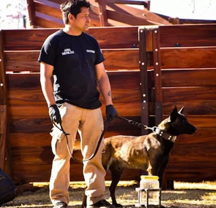 perros entrenados detectar frutas contrabando