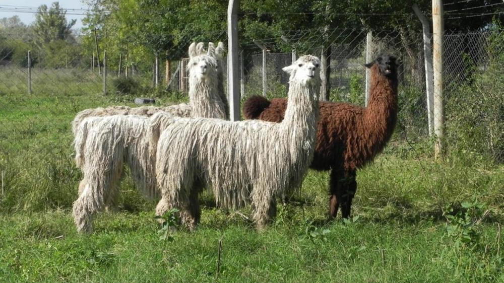 LLAMAS