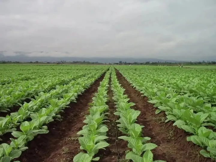 FB_IMG_1736523911421