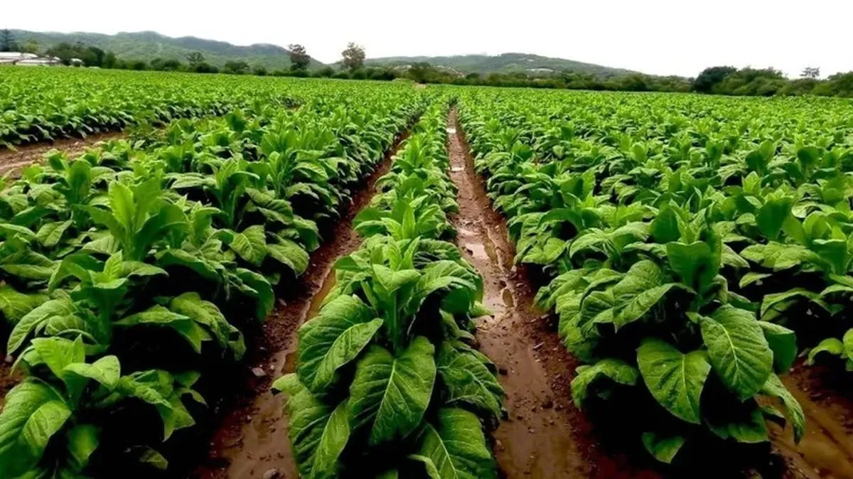 tabaco