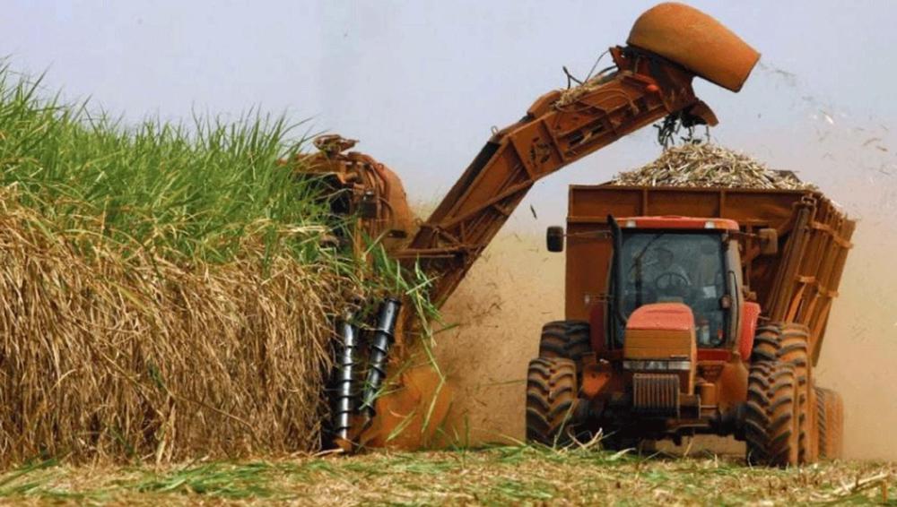 caña de azucar precio