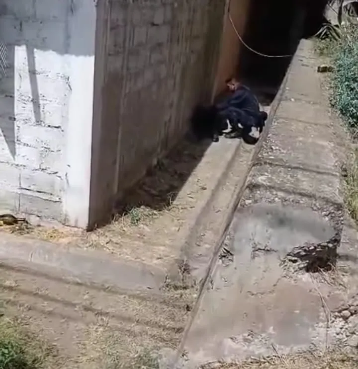 riña vecinos cuyaya